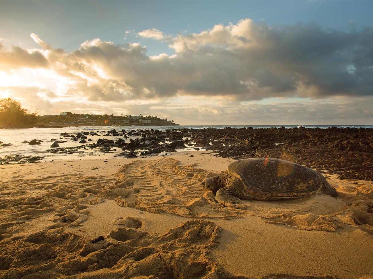 Poipu Beach